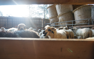 le bien être animal de nos moutons