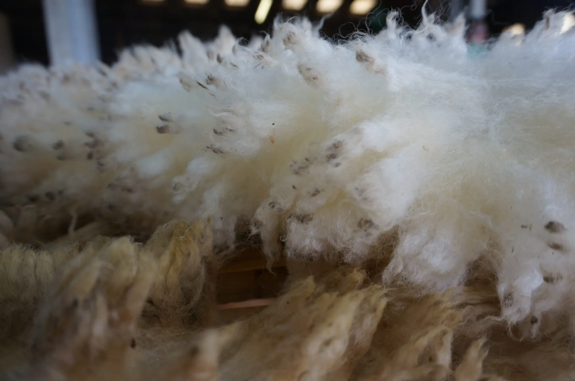 Image for La laine, c’est quoi exactement ?