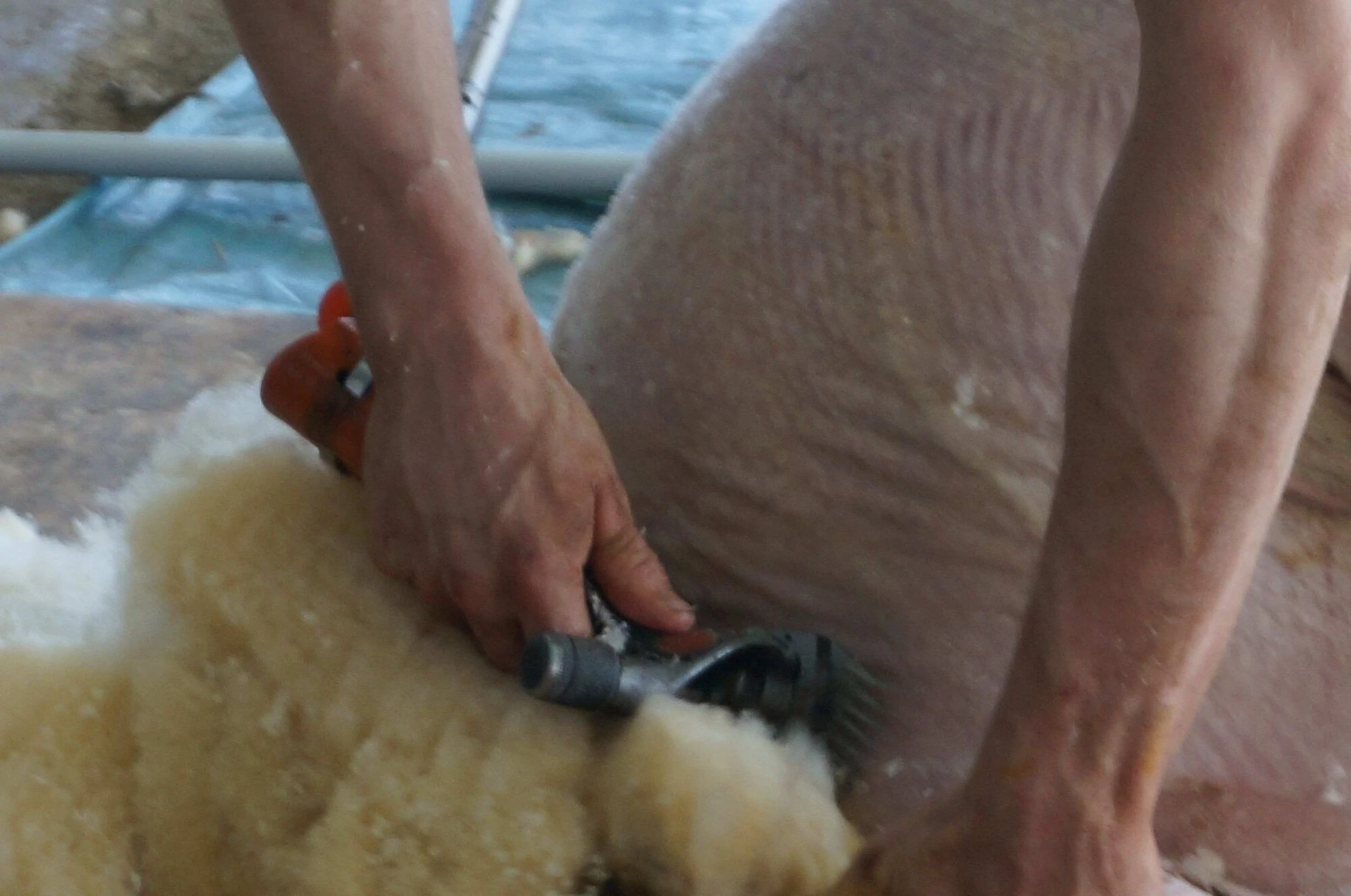 Image for Le bien être animal de nos moutons.